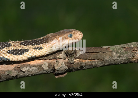 Am westlichen Fox Schlange auf Log.  Auge zeigt vergießen wird bald stattfinden. Bieten v. vulpina Stockfoto