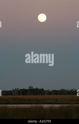 Mond über Palmen Stockfoto