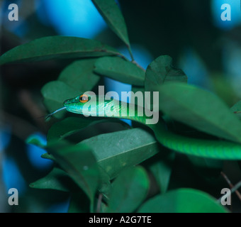 Mexiko, Chiapas, Naha, Selva Lacandona. Bejuquillo oder Rebe Schlange versteckt arboreal Schlange. Stockfoto