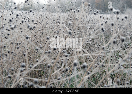 auf der Suche einem Feld mit Zweigen und Gestrüpp bedeckt mit Frost Eiszapfen Stockfoto