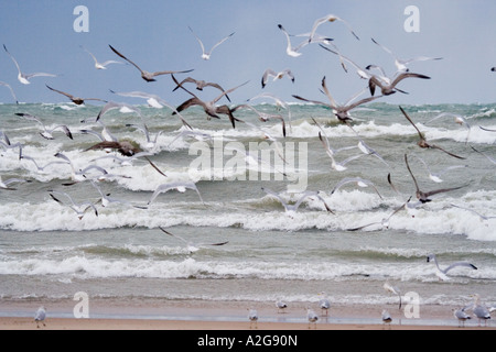 Herde von Möwen fliegen über Wellen Stockfoto