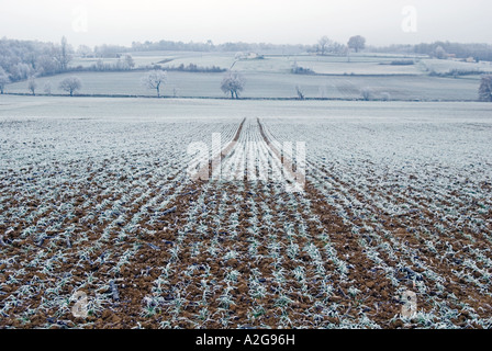 Blick über Frost bedeckt Acker mit Farrow in Sicht Stockfoto