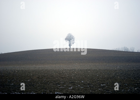 Blick über Frost bedeckt Acker mit einsamer Baum am Horizont Stockfoto