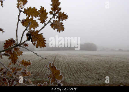 Blick über Frost bedeckt Acker mit einem Zweig mit Eichenlaub im Vordergrund Stockfoto