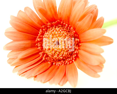 Schöne Orangefarbene Gerbera Daisy Flower Bloom Isoliert gegen einen weißen Hintergrund mit keine Menschen und einen Freistellungspfad Stockfoto