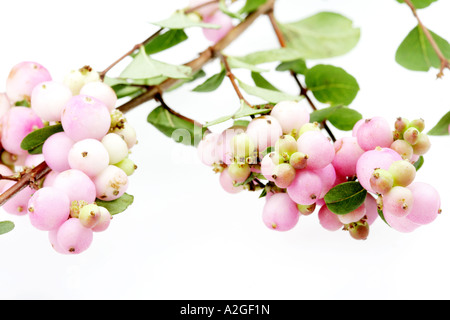 Schöne rosa Snowberries oder Waxberries vor einem weißen Hintergrund ohne Menschen und einen Freistellungspfad isoliert Stockfoto