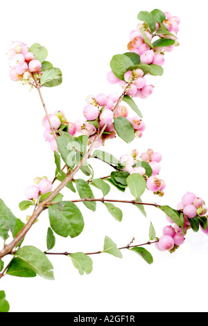 Schöne rosa Snowberries oder Waxberries vor einem weißen Hintergrund ohne Menschen und einen Freistellungspfad isoliert Stockfoto