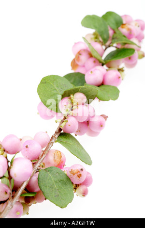 Schöne rosa Snowberries oder Waxberries vor einem weißen Hintergrund ohne Menschen und einen Freistellungspfad isoliert Stockfoto