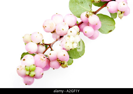 Schöne rosa Snowberries oder Waxberries vor einem weißen Hintergrund ohne Menschen und einen Freistellungspfad isoliert Stockfoto