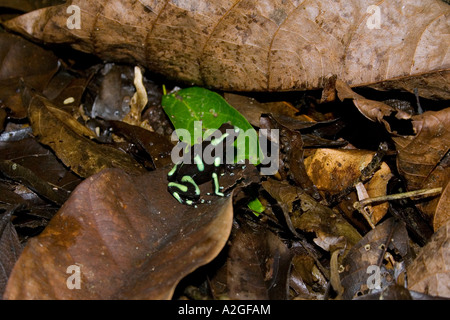 Green Black Poison Dart Frog (Dendrobates Auratus) - sitzen tragen Nachkommen Stockfoto