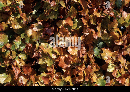 Buche-Blätter drehen braun auf eine Hecke im winter Stockfoto