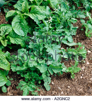 Rucola-Pflanze im Garten entnimmt Sativa Blüte Stockfoto