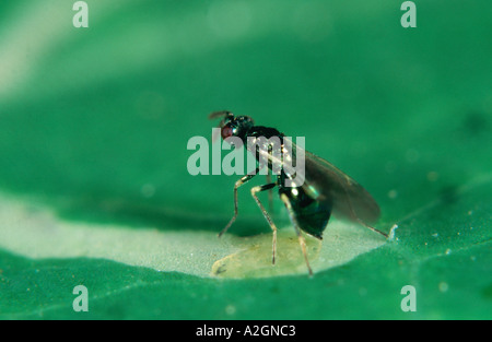 Adulte Parasitoidwespe Diglyphus isaea ovipositing neben leafminer larva Biologisches Kontrollmittel Stockfoto