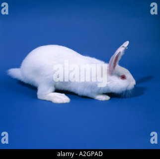 Weiße Kaninchen auf blauem Hintergrund Stockfoto
