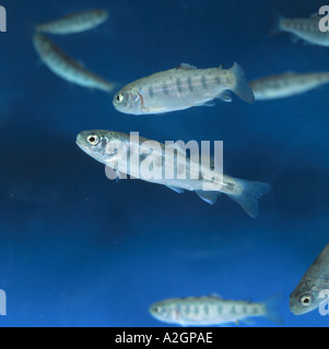 Junge Regenbogenforelle Oncorhynchus Mykiss sind diese Fische als Indikatorarten in chemischen Registrierung Experimenten verwendet Stockfoto