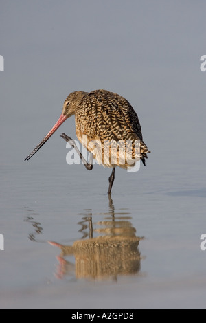 Marmoriert, Uferschnepfe putzen. Stockfoto