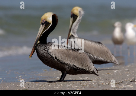 Paar braune Pelikane ruht auf Fort de Soto Beach, Florida, USA. Stockfoto