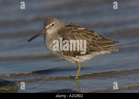 Kurze Rechnung Dowitcher im flachen Wasser. Stockfoto