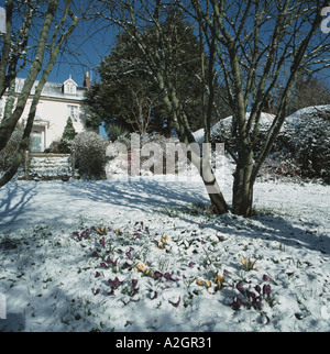 Krokusse mit leichtem Schnee in einem Devon Garten im Winter Schatten und kalten Sonnenschein helle Haus Rasen und Bäumen bedeckt Stockfoto