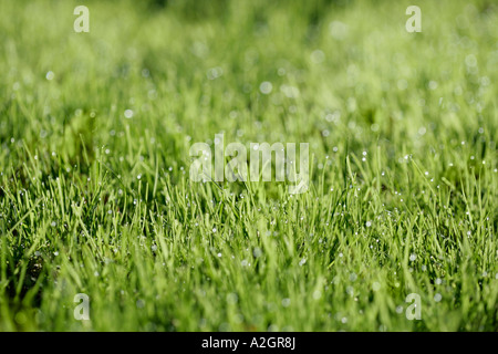 Nahaufnahme eines Rasens Stockfoto
