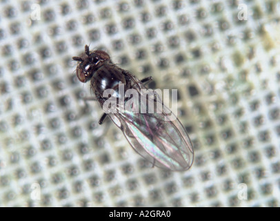 Shore Fly Scatella Stagnalis Erwachsene Stockfoto