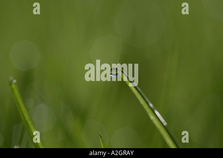 Grashalme mit Wassertropfen Stockfoto