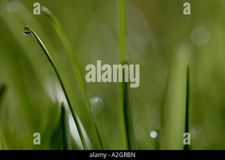 Grashalme mit Wassertropfen Stockfoto