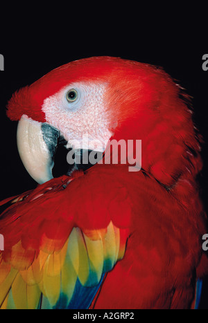 N.a., USA, Texas, Galveston Botanischer Garten, Moody Gärten Scarlet Ara-Captive Stockfoto