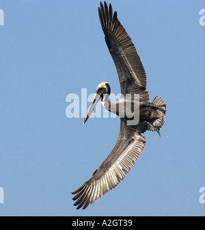 Brauner Pelikan in voller Fahrt, Fort De Soto, Florida. Stockfoto