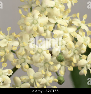 Blüten von Holunder Sambucus Nigra verwendet Wein und alkoholfreie Getränke Stockfoto