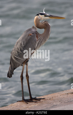 Great Blue Heron stehen am Deich, Florida, USA. Stockfoto