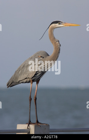 Great Blue Heron auf Pier Unterstützung. Stockfoto