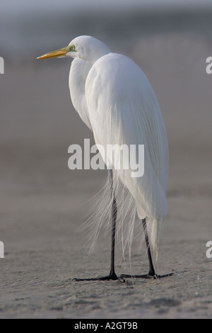 Großer Reiher stehen am Sandstrand im Fort De Soto Florida/USA. Stockfoto