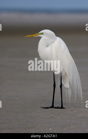 Silberreiher ruht auf Sandbank am Fort De Soto, Florida. Stockfoto