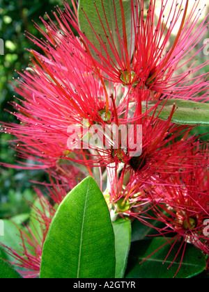 Blüte Blüten auf Pohutakawa Baum, Kerekere, Waitakere, Neuseeland Auckland West Coast, Januar 2007 Stockfoto