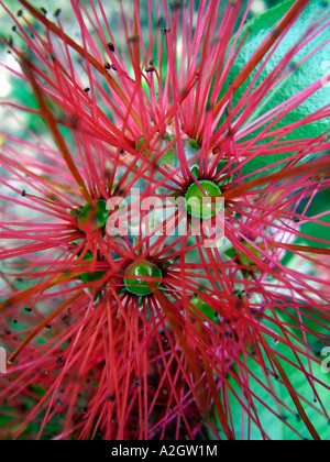 Blüte Blüten auf Pohutakawa Baum, Kerekere, Waitakere, Neuseeland Auckland West Coast, Januar 2007 Stockfoto