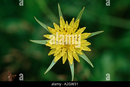 Nahaufnahme eines gelben Blume der Geißbart oder Jack zu Bett gehen am Mittag Tragopogon pratensis Stockfoto
