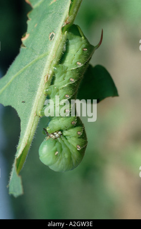 Tabak Hornworm Manduca Sexta Raupe auf beschädigte Tabakblatt Stockfoto