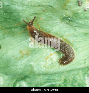 Eine Schnecke Arion sp auf einem Salatblatt Stockfoto