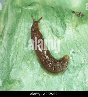 Eine Schnecke Arion sp. auf einem Salatblatt Stockfoto