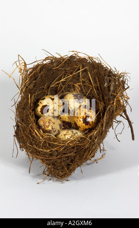 Wachteleier in einem Nest von Amseln Stockfoto