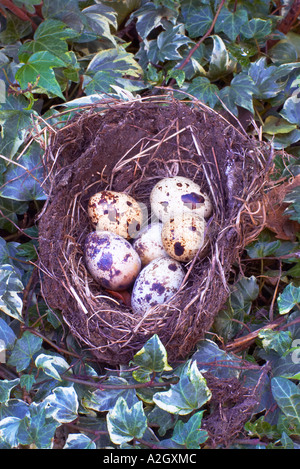 Wachteleier in einem Nest von Amseln Stockfoto