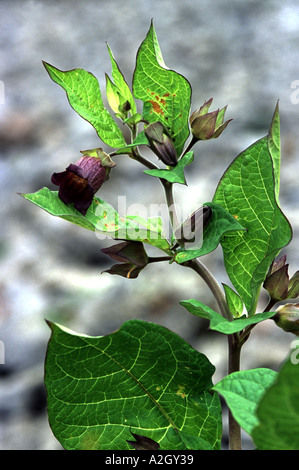 Tollkirsche Atropa belladonna Stockfoto
