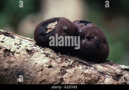 König Alfred Torten, Daldinia Concentrica. Stockfoto