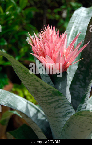 Rosa Bromelie Tropenpflanze in Blte Stockfotografie - Alamy