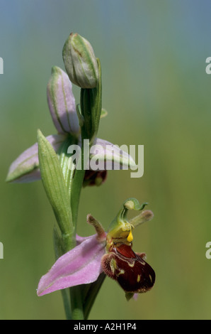 Biene Orchidee Ophrys Apifera Lea Valley Essex UK Stockfoto