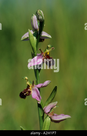 Biene Orchidee Ophrys Apifera Lea Valley Essex UK Stockfoto