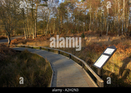 BOARD WALK WEG DURCH FEUCHTGEBIETE AM BURNHAM BEECHES BUCKINGHAMSHIRE ENGLAND Stockfoto