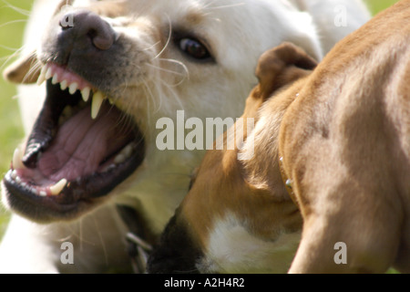 Erwachsener Labrador und Boxer Welpen spielen kämpfen auf dem Rasen Stockfoto