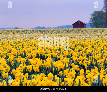 Bereich der leuchtend gelben Narzissen auf kommerzielle Lampe Bauernhof im Skagit Valley in der Nähe von Mount Vernon, Washington USA Stockfoto